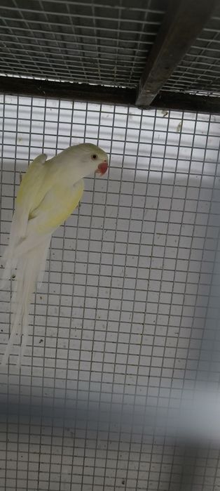Ajerella sotiladi 1 par mutant,1 par kremeno ishlagan rabochchi parala