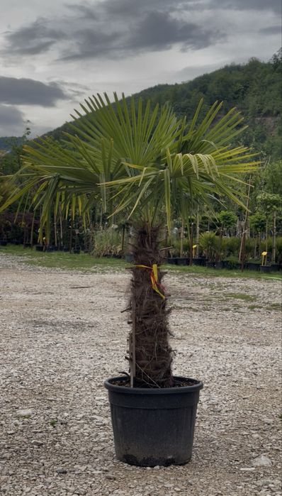 Palmieri Exotici | Trachycarpus, Washingtonia, Chamaerops
