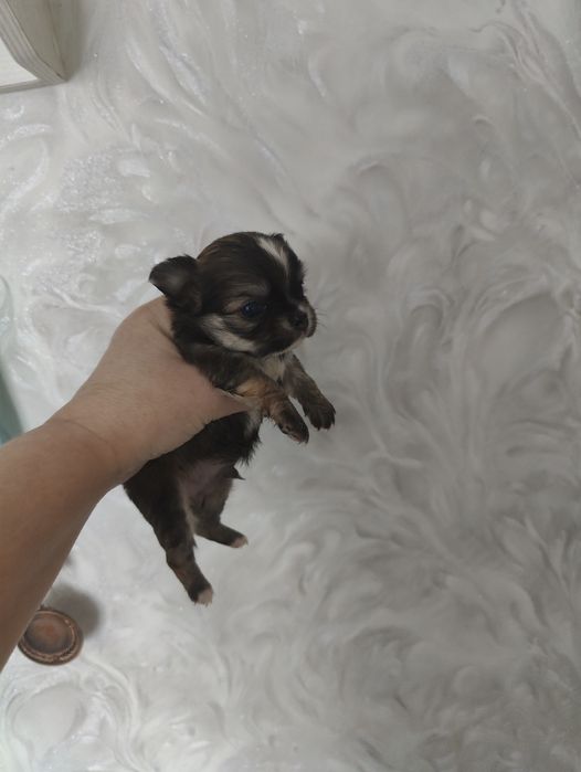 Готовятся к продаже щенки чихуахуа