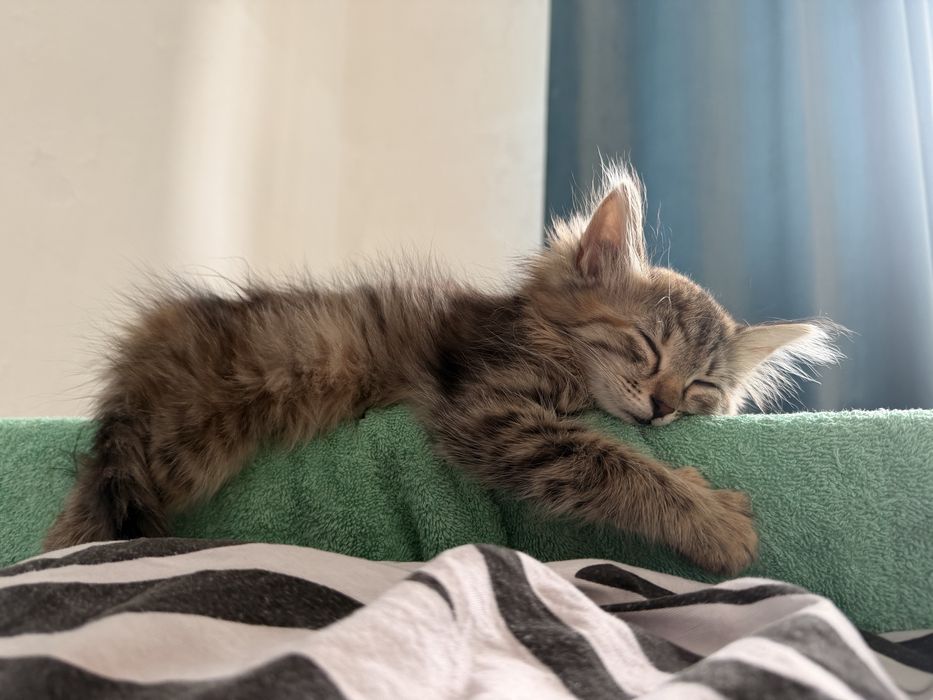Отдам даром котят