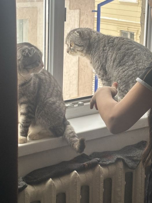 Отдам в хорошие руки.