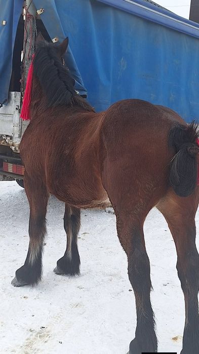 De vânzare o pereche de mânji linia fitero cu pașapoarte