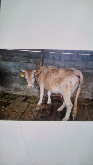 Две коровы молодые
