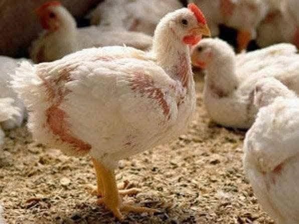 Pui  alb de carne și pui rasă mixtă