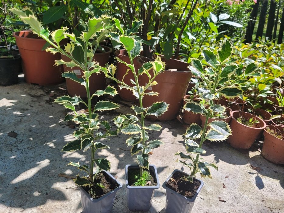 Ilex aq. Argentea Marginata