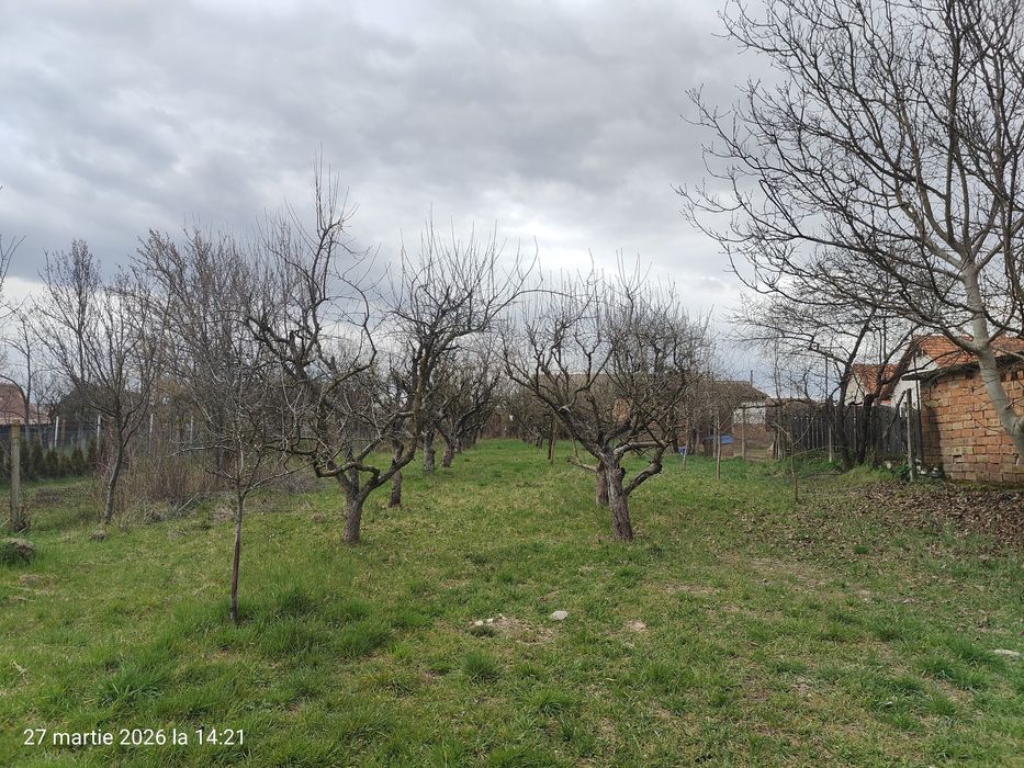 Casa cu livada / Teren intravilan / Sacel - 1350 mp Pozitie centrala