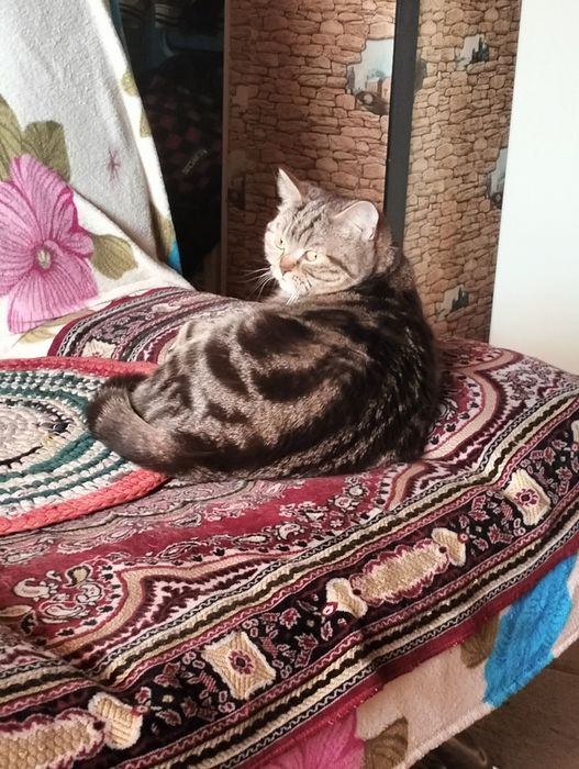 Продются котята шотландские