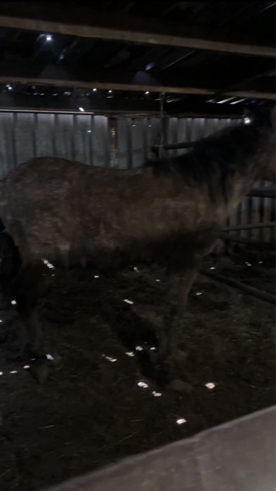 1.8 летка на  откорме