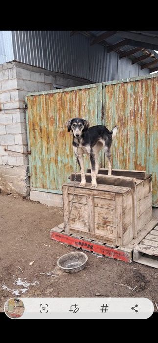 Тазы сатылады  ургашы  11айлык