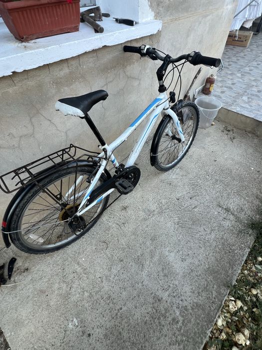 Коело леопард 24