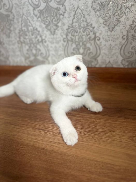 Ikki erkak saunada mushukni silashmoqda