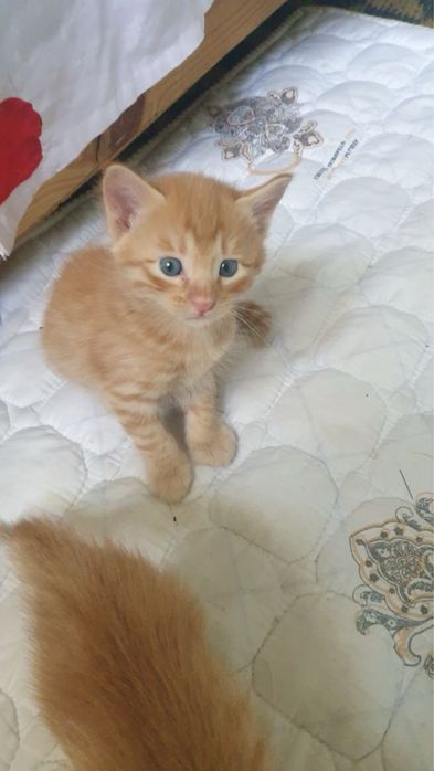 Домашный котенок