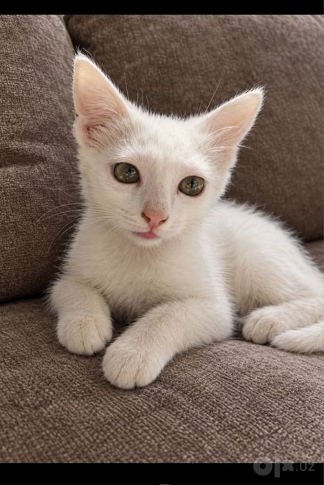 Кошечка в долрые руки