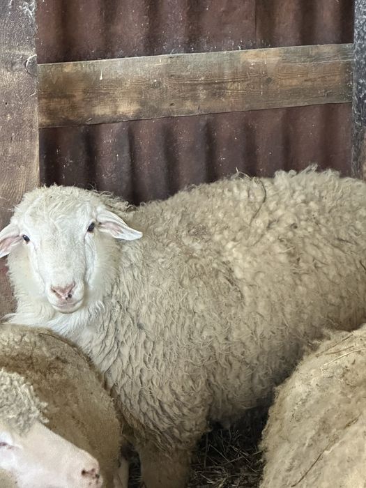 Продается барана