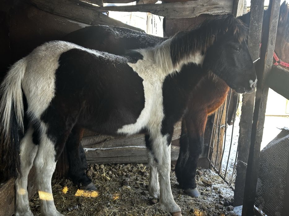 Продается жабагы в мае будет год!