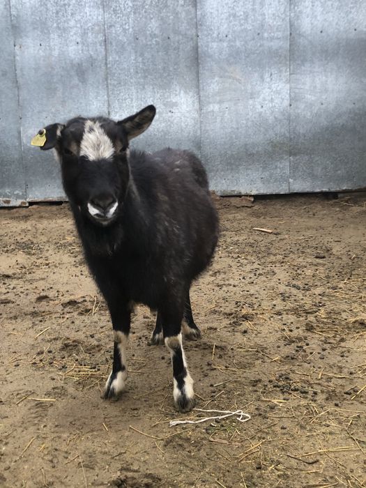Занен/альпы шатыс буаз ешкі