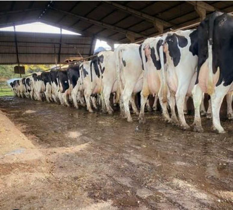 Юрагида ўти бор Инвестор керак