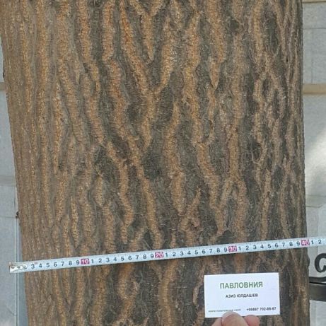 Павловния Оригинал