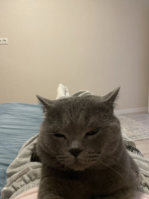 продаю британского кота