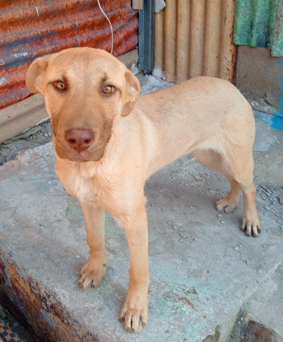 Отдам в надёжные руки