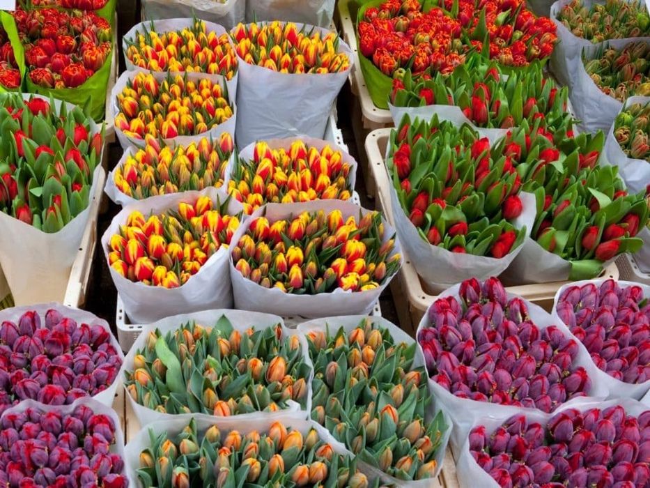 Голландские тюльпаны