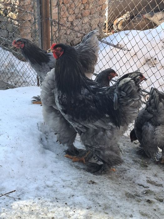 Disponibile famili gaini brachma .