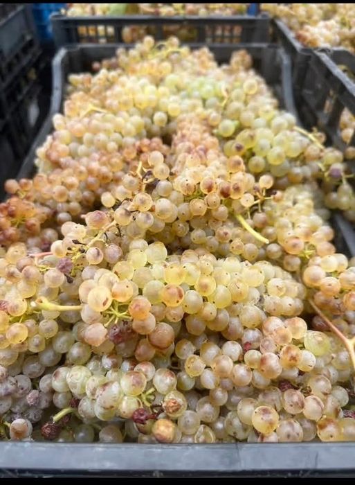 Struguri de vin-Producator 0731207845