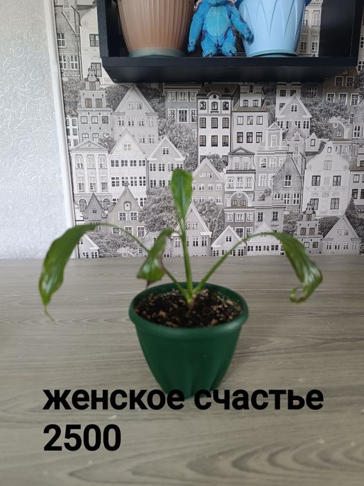 Цветы недорого женское счастье