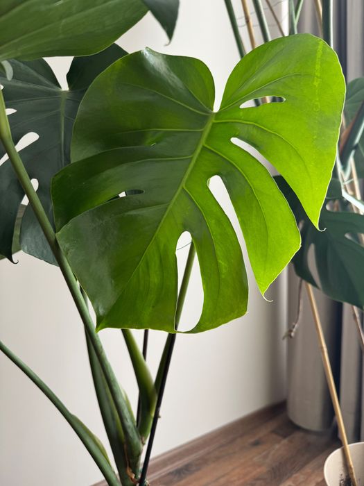 Растение Монстера (monstera deliciosa)