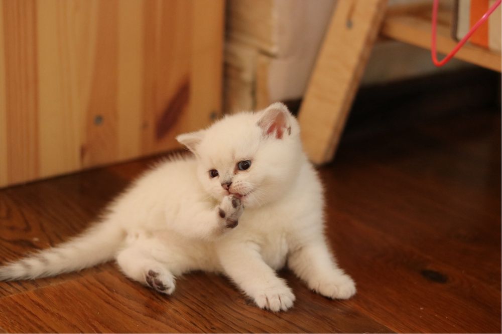 Британска чинчила