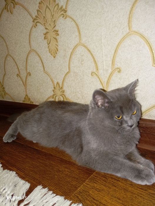 Mushuk britanskiy shorthair
