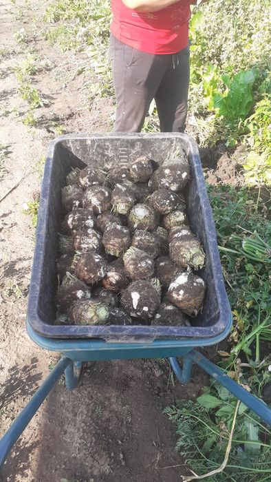 Vand telina de radacina