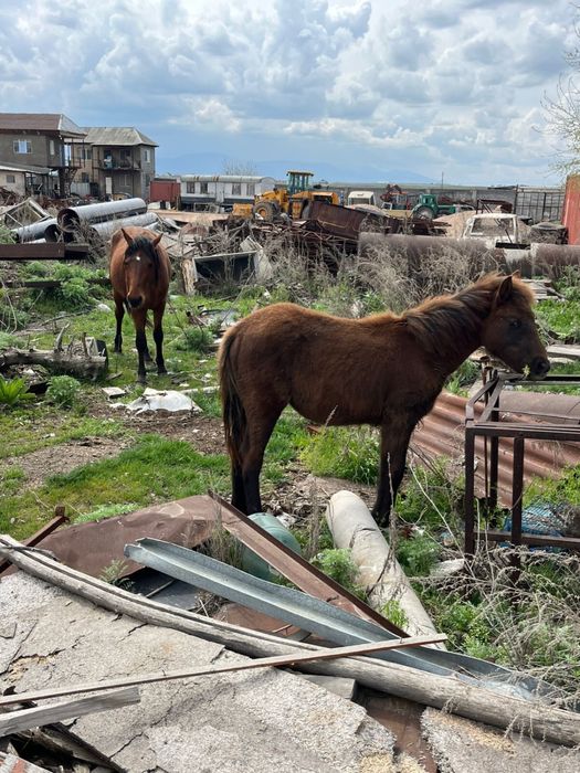 Продам 2 лошади