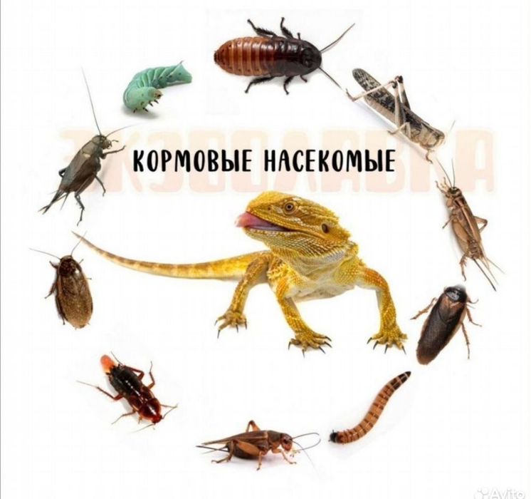 Насекомых кормовые