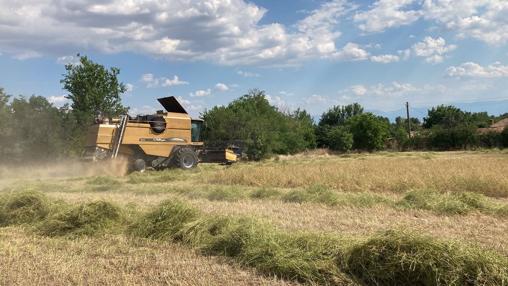 Семе люцерна плевен 6  и обнова 10/реколта 2025