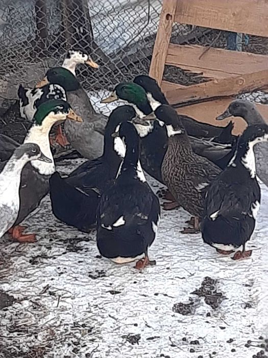 Rațe tinere ouătoare frumoase