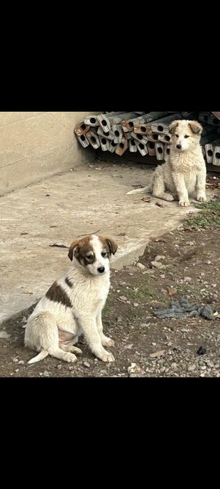 Отдам в добрые руки щенков