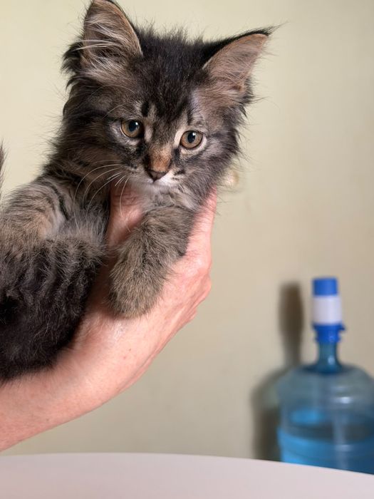 Отдам котенка в добрые руки