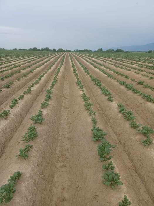 Cartofi riviera, arizona, esmee, alouette samanta certificata din elit