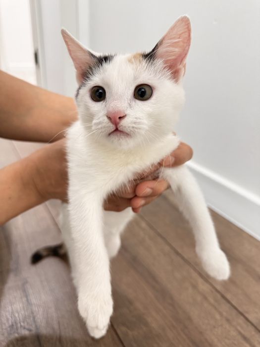 Отдам котенка 3 мес, девочка очень ласковая