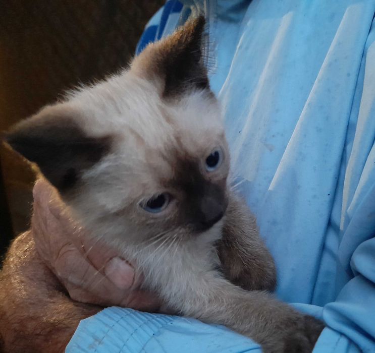 Отдам сиамского котёнка