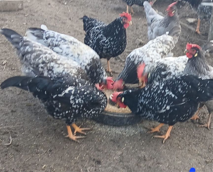 Vand oua gaini italiene