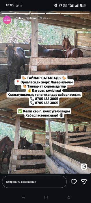 Откормда тұрған Тайлар