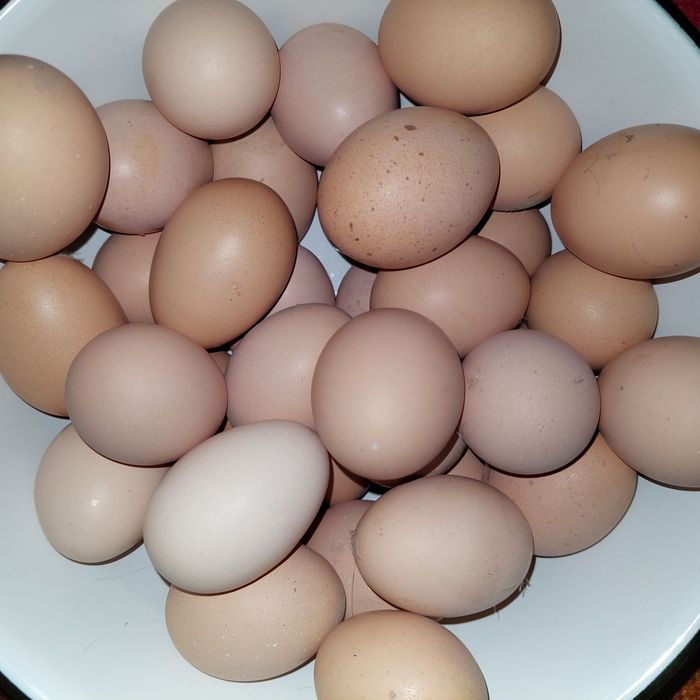 Кора шахзода тухумлари