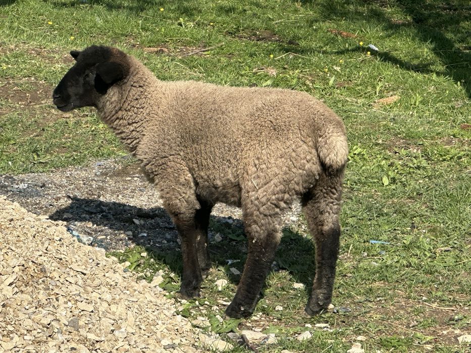 Suffolk berbecut 4 luni mieluta si oi
