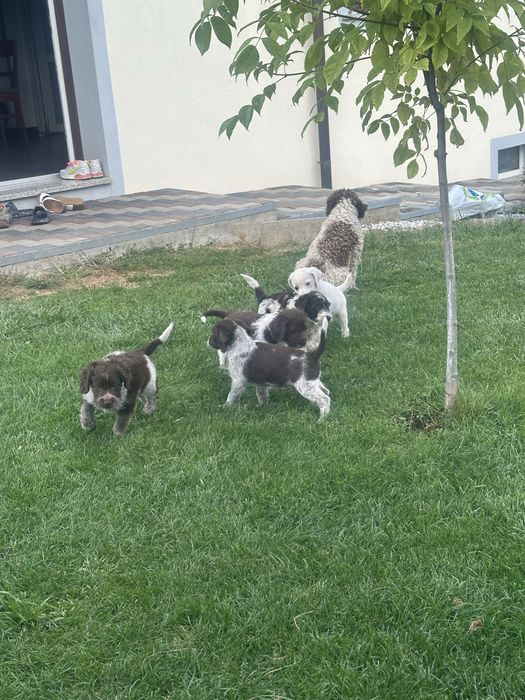 Caini lagotto !!