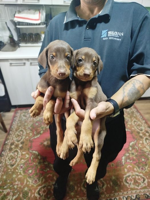 Доберманы американский и европейский