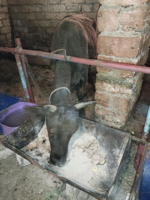 Буаз сиыр сатылады