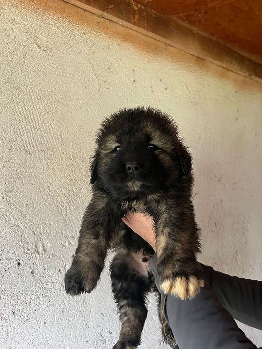 Pui Ciobanesc Caucazian crescuți la curte