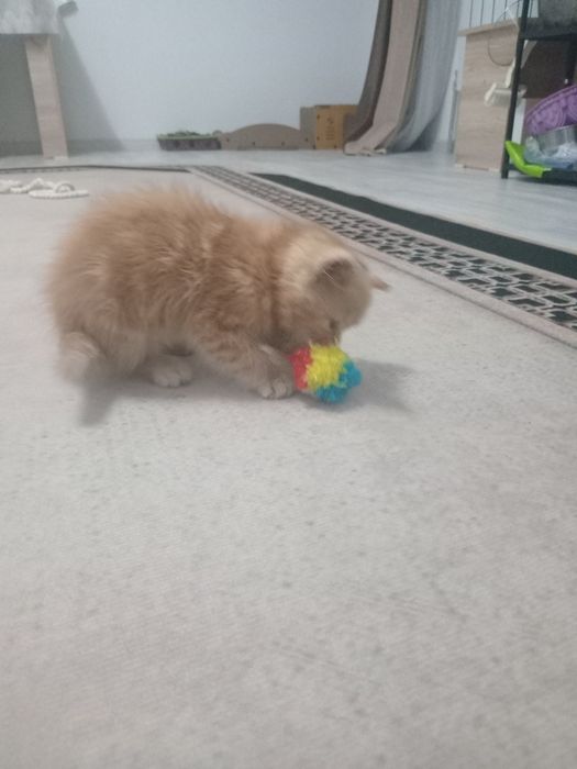 Котенок  девочка 2 мес
